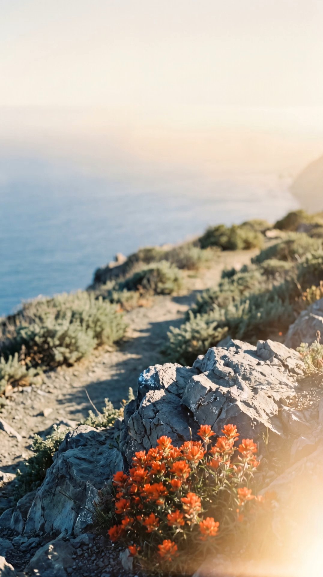 Wildflowers blooming on rocky coastal cliff trail overlooking ocean at sunset