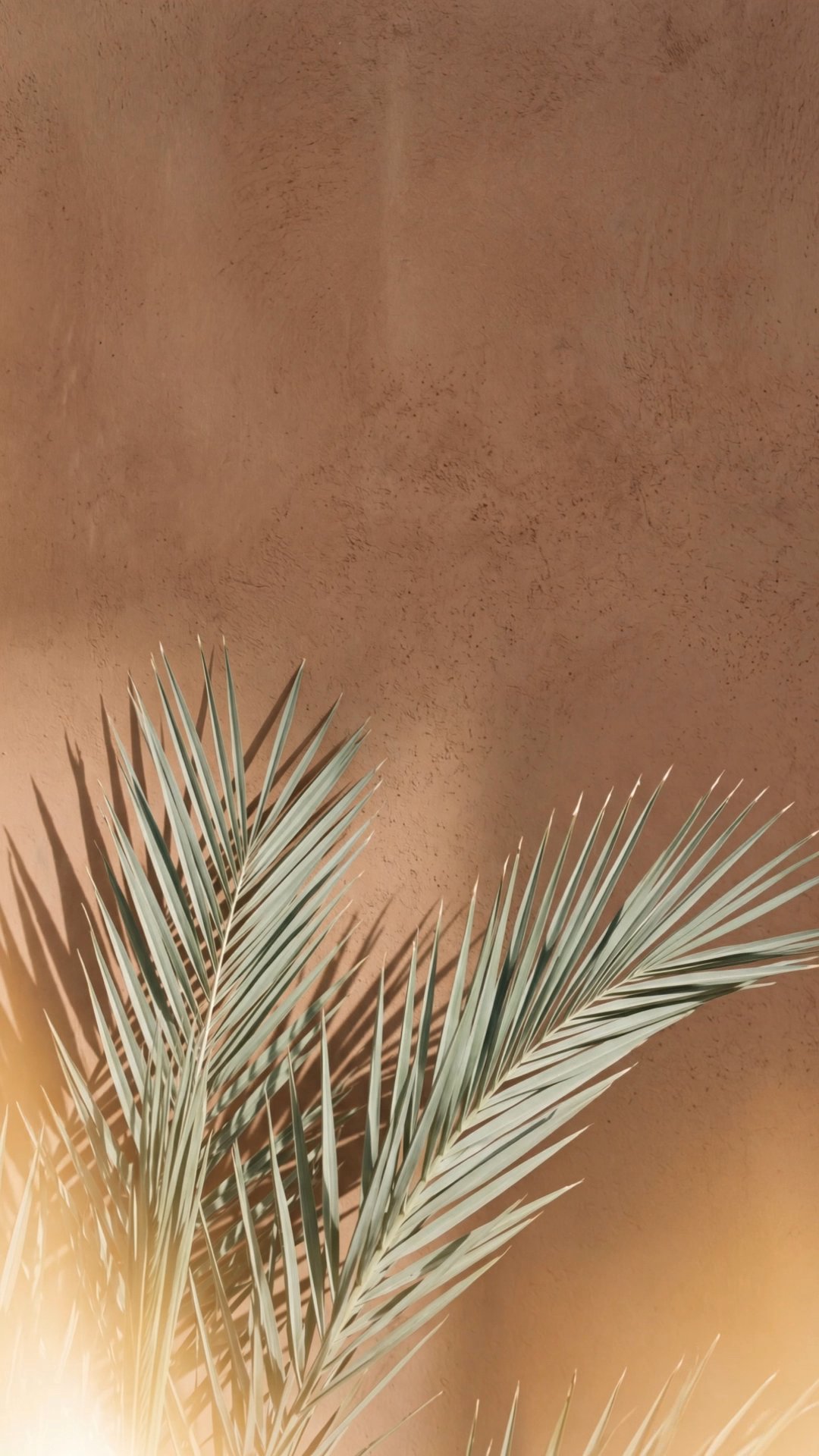 Palm leaves casting shadows against sunlit terracotta wall in warm light
