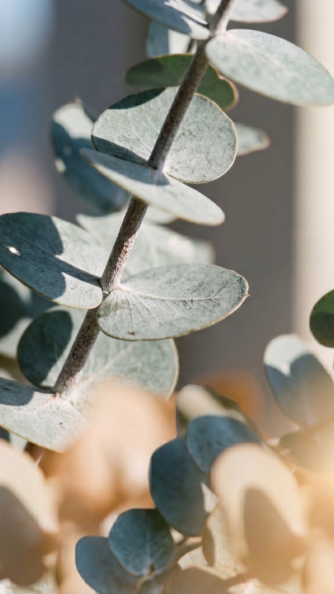 Close-up of eucalyptus branch with silvery-green leaves in soft sunlight